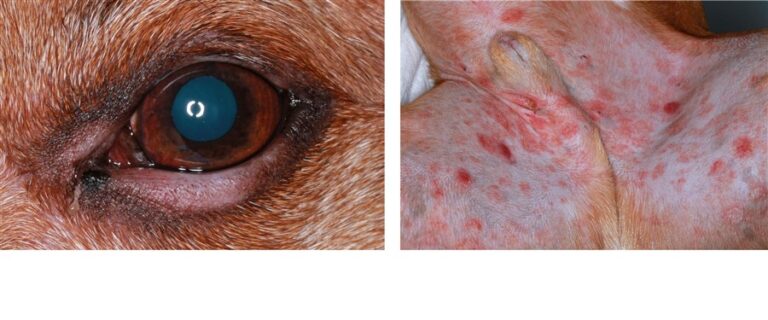 Skin Cancer Cutaneous Neoplasia The Skin Vet