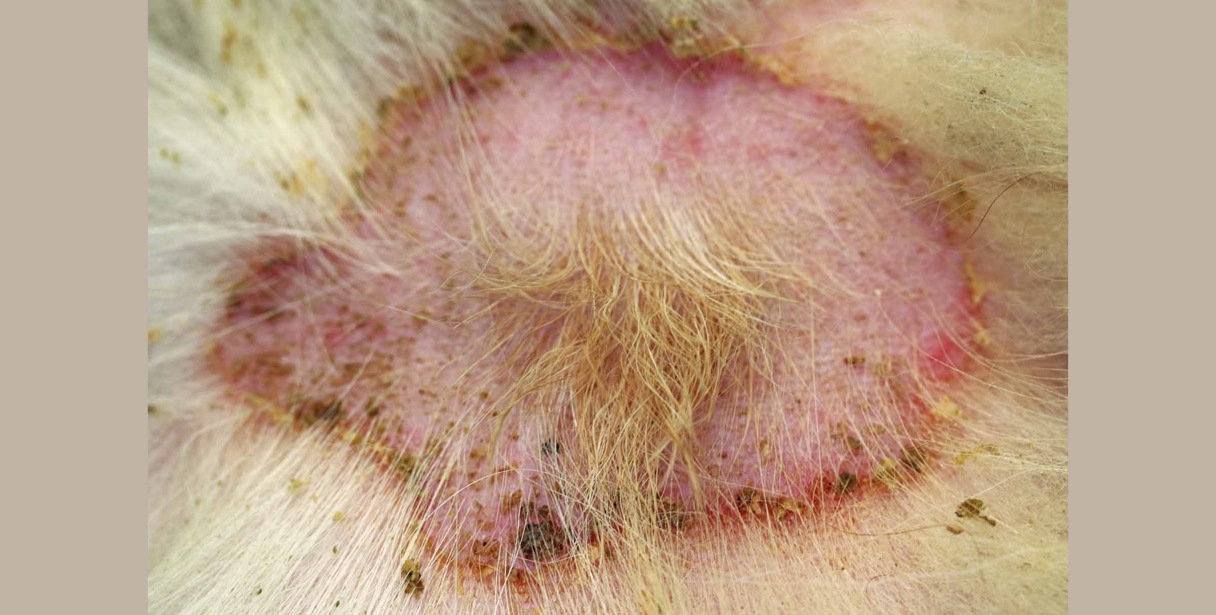 Are Dog Bacterial Skin Infections Contagious