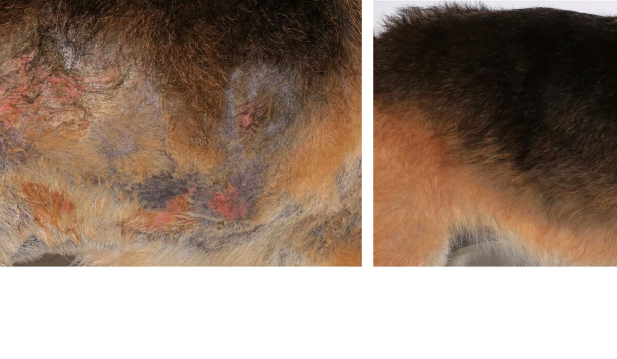 Chronic Idiopathic Pyoderma (MRSP & Pseudomonas): before & 11 weeks after Treatment, no Systemic Antimicrobials, German Shepherd Dog