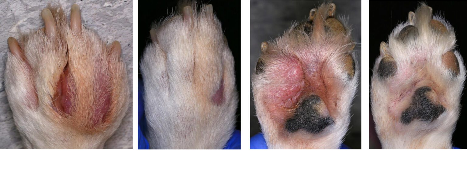 interdigital-cysts-pododermatitis-the-skin-vet