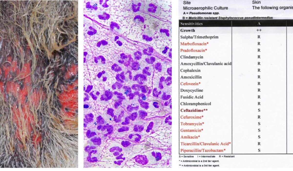 Multi-resistant Staphylococcus Pseudintermedius & Pseudomonas Pyoderma: Cytology & Microbiology Report, German Shepherd Dog