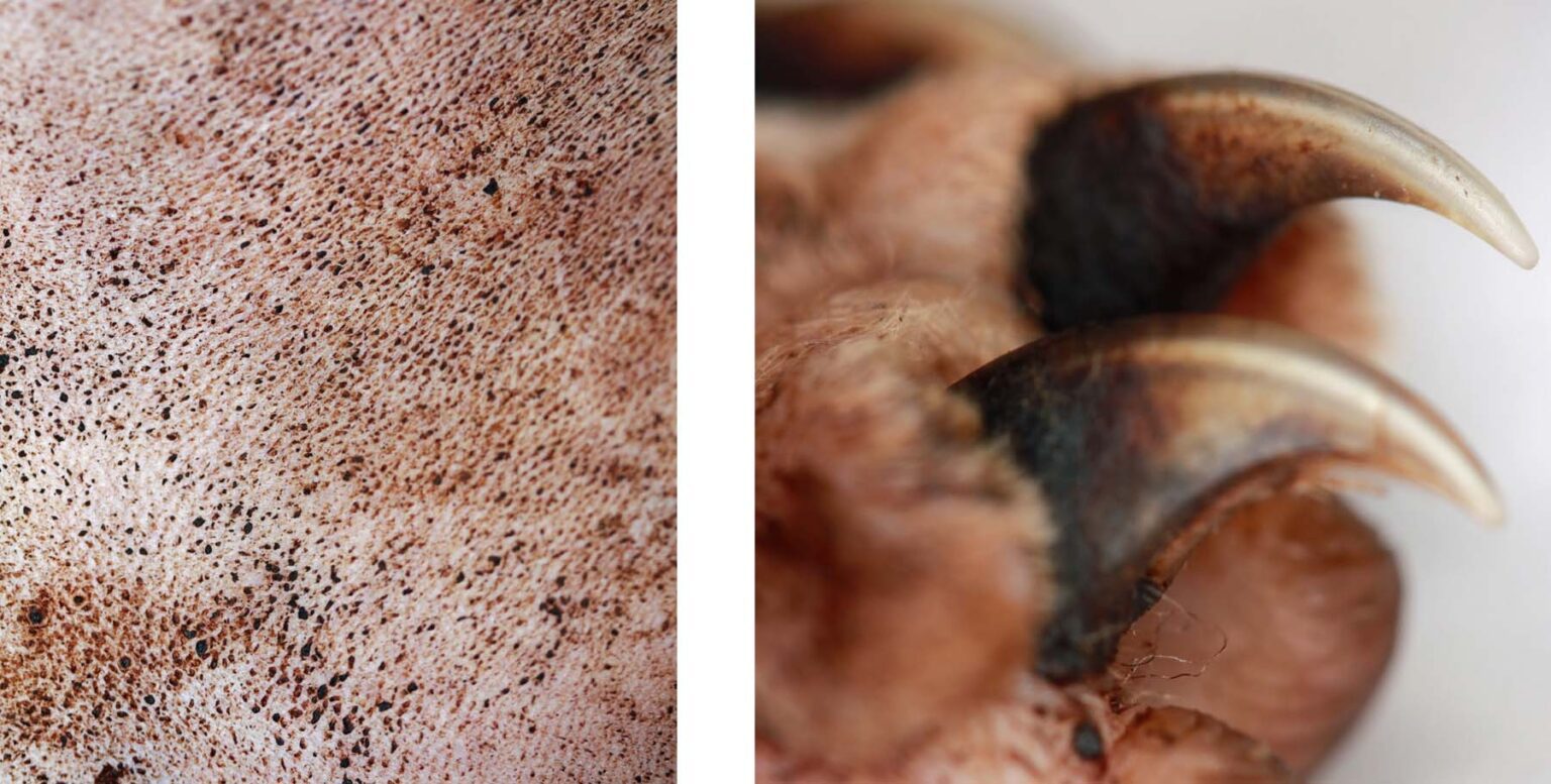 malassezia-yeast-dermatitis-the-skin-vet